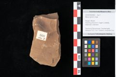 Foto (Objekt + Etikett) von Myrica lignitum Unger (NHMW-GEO-2024-0188-0660)